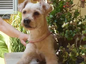 Cachorro raça SRD idade 2 anos nome Óliver