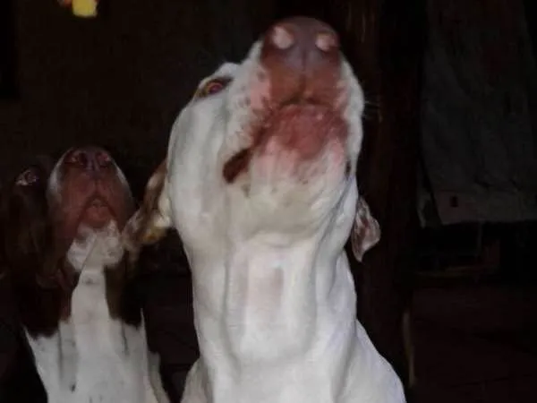 Cachorro ra a Pitbull rednose idade 1 ano nome Atena