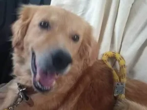 Cachorro raça Sem raça definida idade 2 anos nome Bob