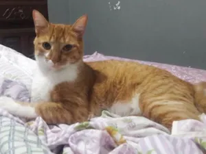 Gato raça Vira lata idade 1 ano nome Malu