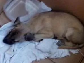Cachorro raça Srd idade 2 a 6 meses nome Sem nome