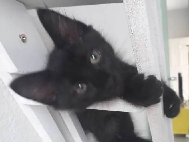 Gato ra a Vira vira idade 2 a 6 meses nome Pretinho 