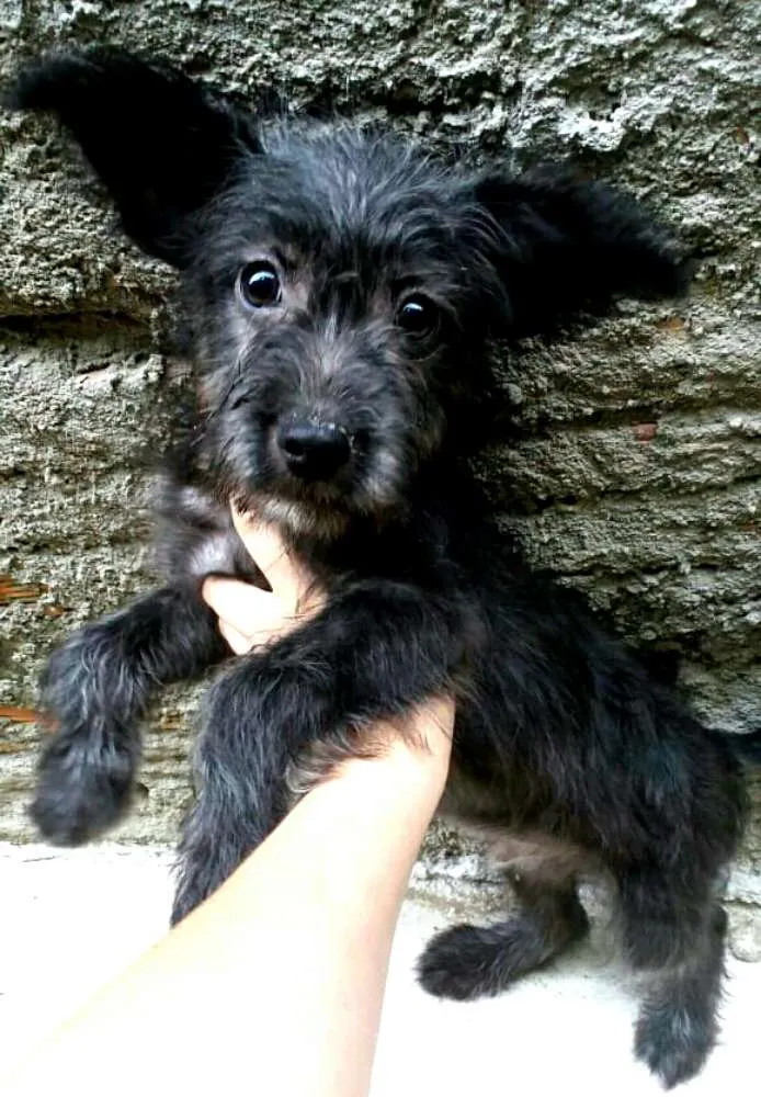 Cachorro ra a  idade 7 a 11 meses nome Lucky ( monica )