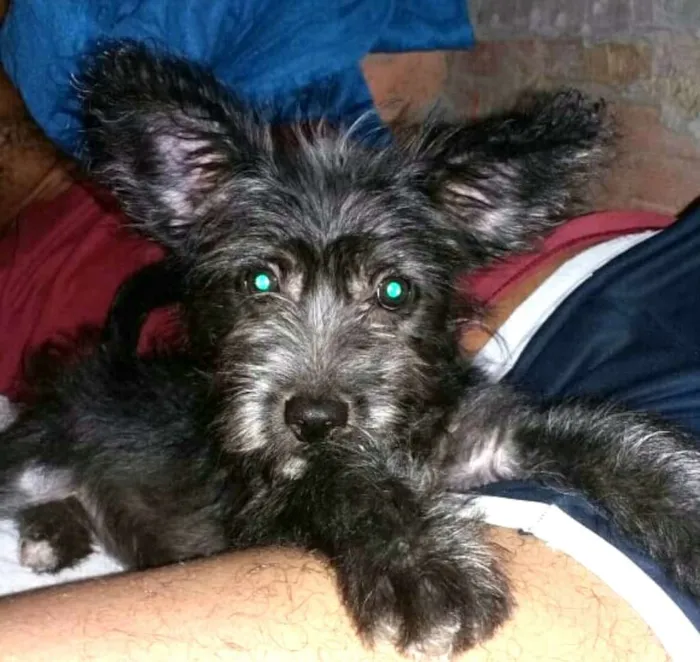 Cachorro ra a  idade 7 a 11 meses nome Lucky ( monica )