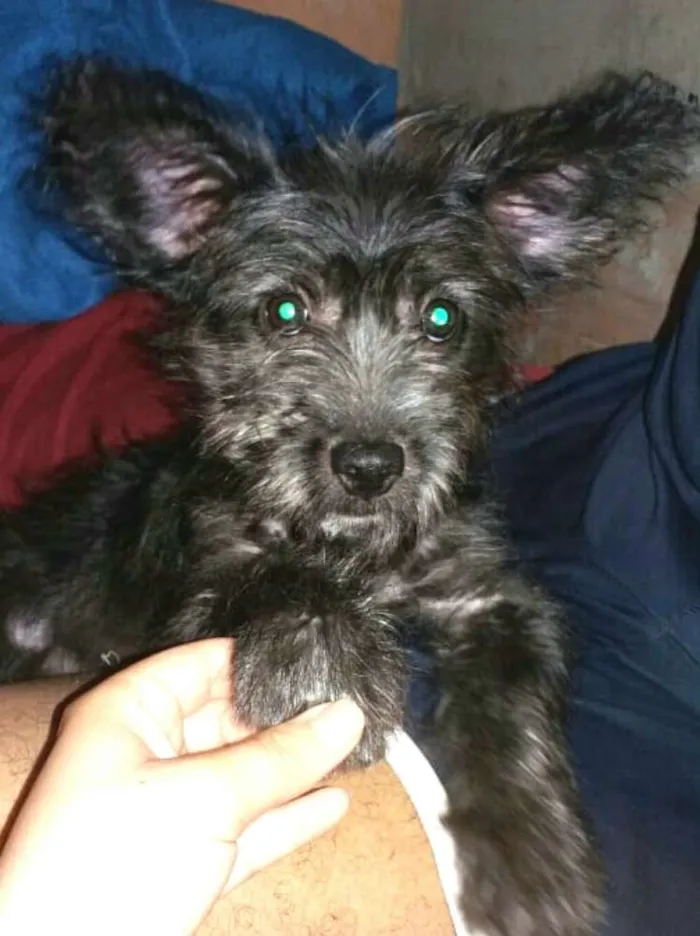 Cachorro ra a  idade 7 a 11 meses nome Lucky ( monica )