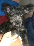 Lucky ( monica )