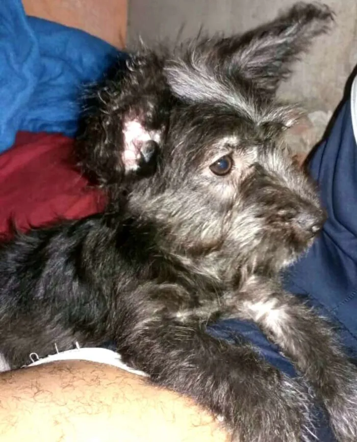 Cachorro ra a  idade 7 a 11 meses nome Lucky ( monica )