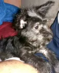 Lucky ( monica )