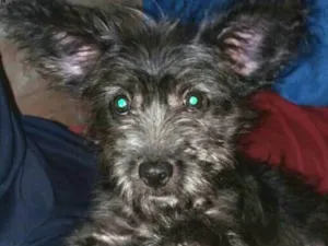 Cachorro raça  idade 7 a 11 meses nome Lucky ( monica )