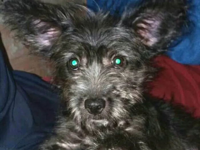 Cachorro ra a  idade 7 a 11 meses nome Lucky ( monica )