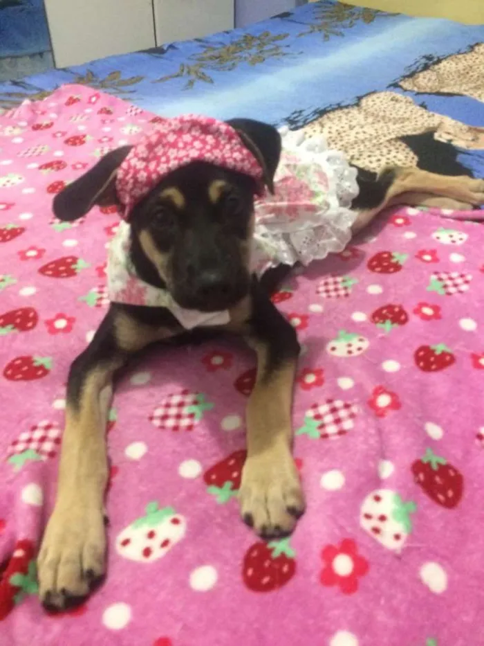 Cachorro ra a Srd idade 2 a 6 meses nome Pipica