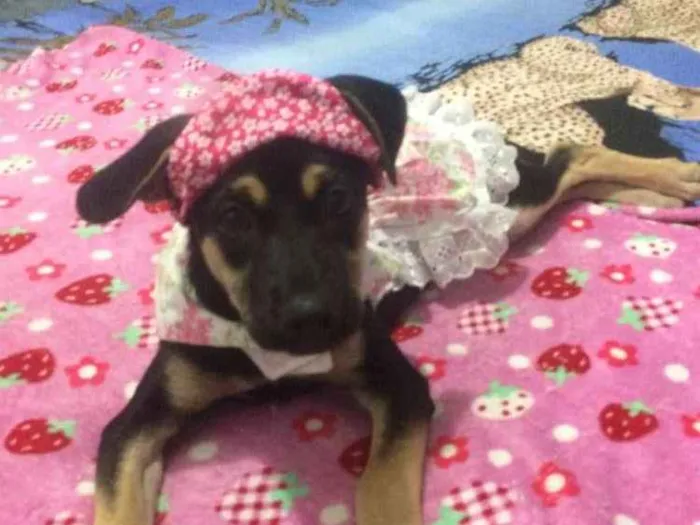 Cachorro ra a Srd idade 2 a 6 meses nome Pipica