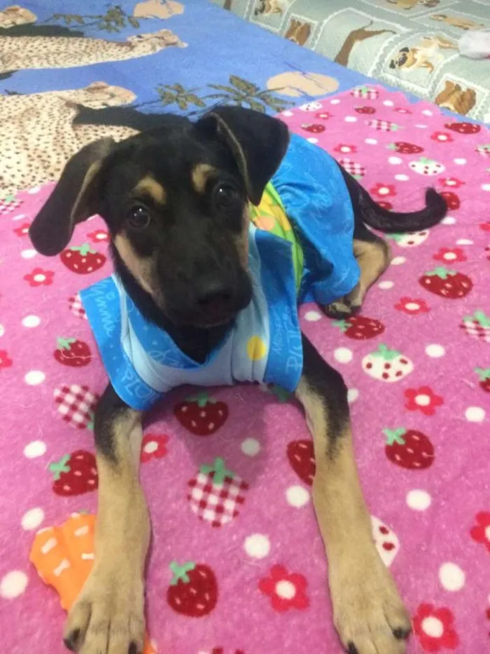 Cachorro ra a Srd idade 2 a 6 meses nome Pipica