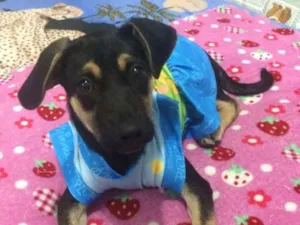 Cachorro raça Srd idade 2 a 6 meses nome Pipica