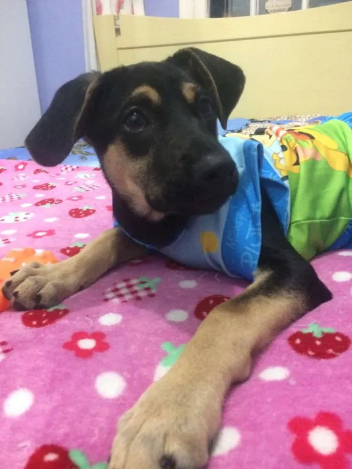 Cachorro ra a Srd idade 2 a 6 meses nome Pipica