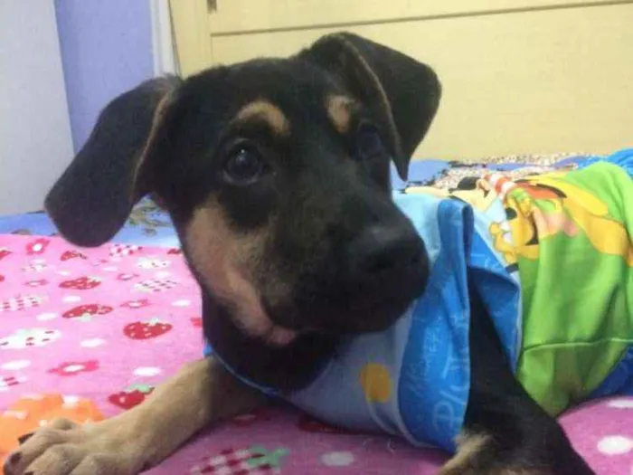 Cachorro ra a Srd idade 2 a 6 meses nome Pipica