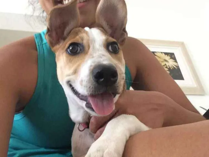 Cachorro ra a Viralata idade 2 a 6 meses nome Lilica