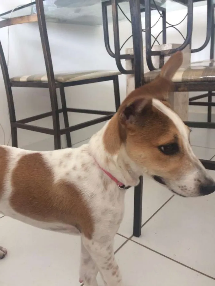 Cachorro ra a Viralata idade 2 a 6 meses nome Lilica