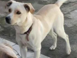 Cachorro raça Srd idade 2 anos nome Fred