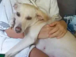 Cachorro raça SRD idade 1 ano nome LUI