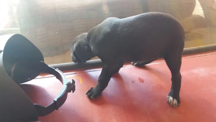 Cachorro raça vira-lata idade 2 a 6 meses nome sem nome