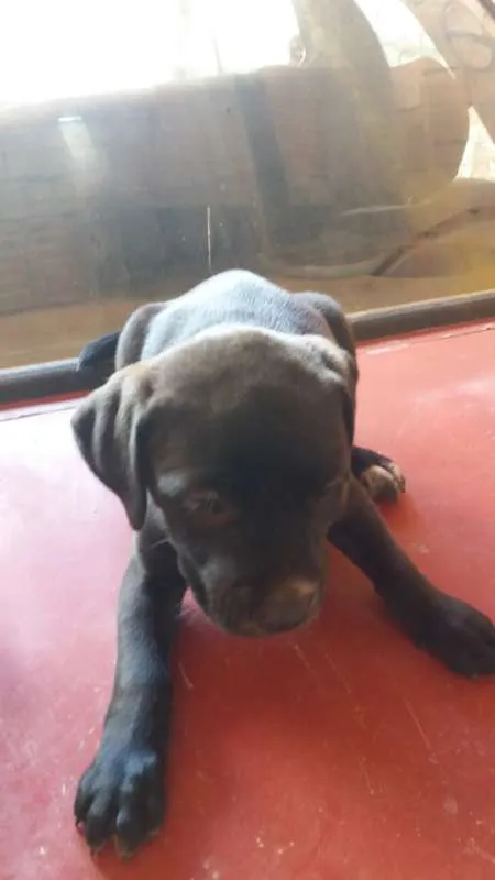 Cachorro raça vira-lata idade 2 a 6 meses nome sem nome