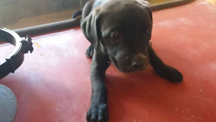 Cachorro raça vira-lata idade 2 a 6 meses nome sem nome