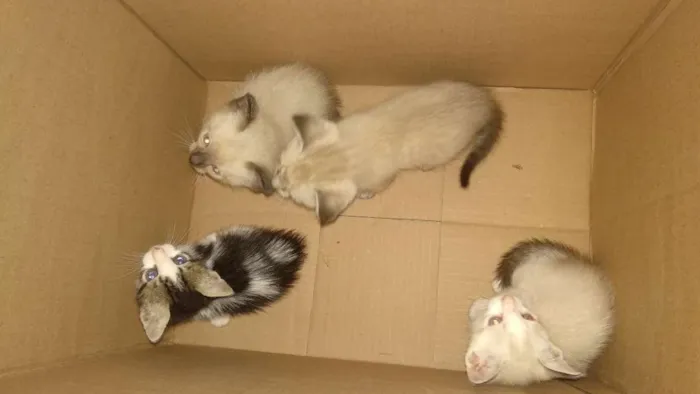 Gato ra a não definido idade Abaixo de 2 meses nome não definido