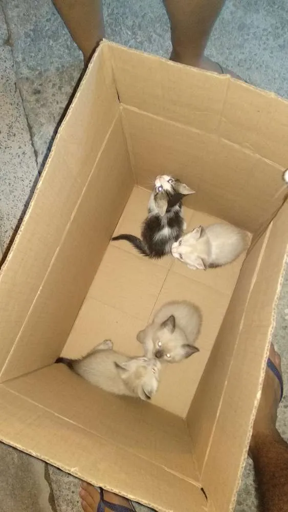 Gato ra a não definido idade Abaixo de 2 meses nome não definido
