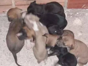 Cachorro raça Vira Lata idade Abaixo de 2 meses nome Ainda não tem nome