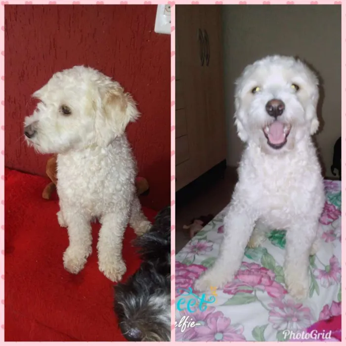 Cachorro ra a Poodle idade 2 anos nome Dolly