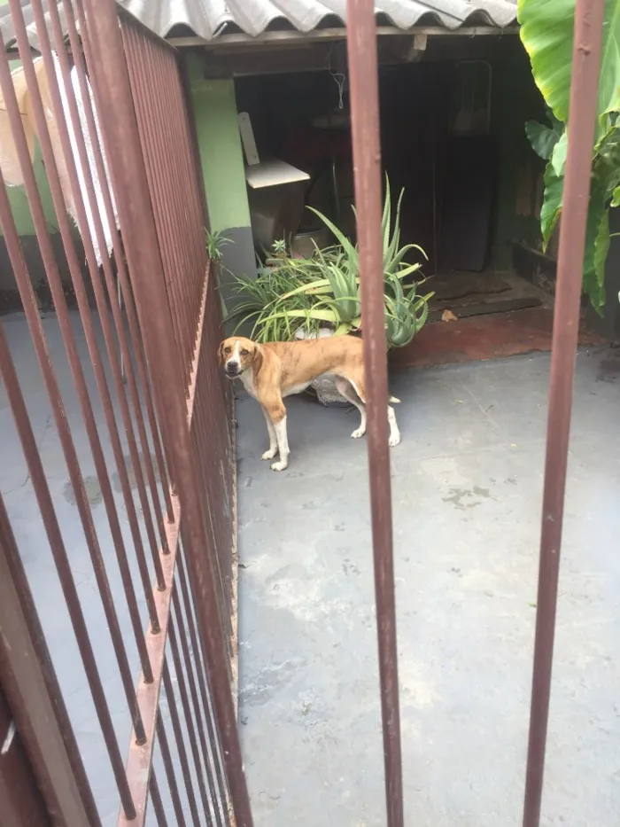 Cachorro ra a Vira lata idade 1 ano nome Pipa