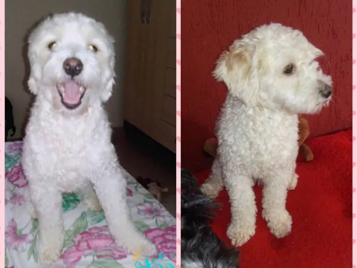 Cachorro ra a Poodle idade 2 anos nome Dolly