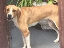 Cachorro ra a Vira lata idade 1 ano nome Pipa