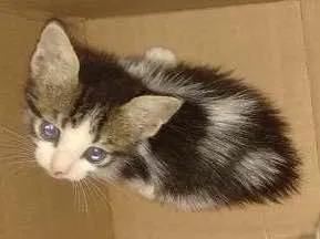 Gato ra a não definido idade Abaixo de 2 meses nome não definido