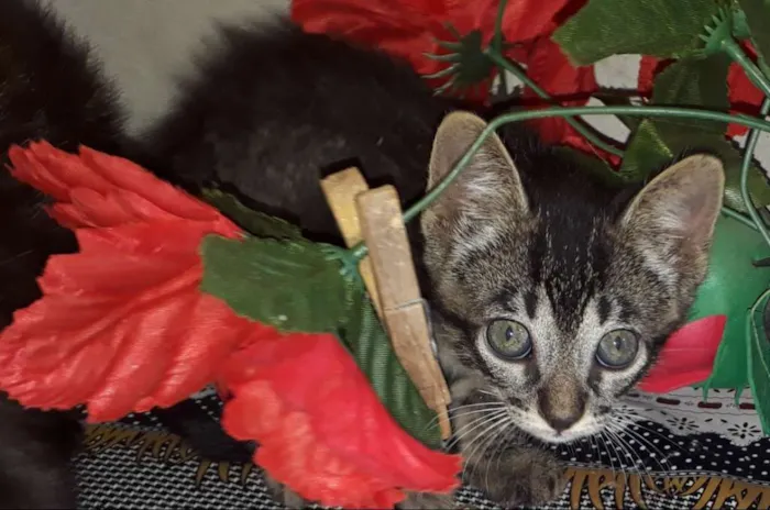 Gato ra a Vira lata  idade 2 a 6 meses nome Mel