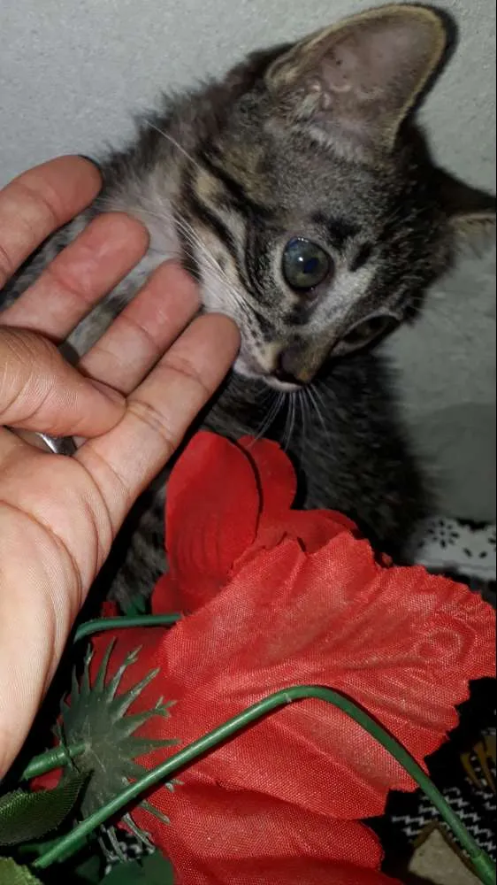 Gato ra a Vira lata  idade 2 a 6 meses nome Mel