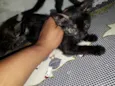 Mel