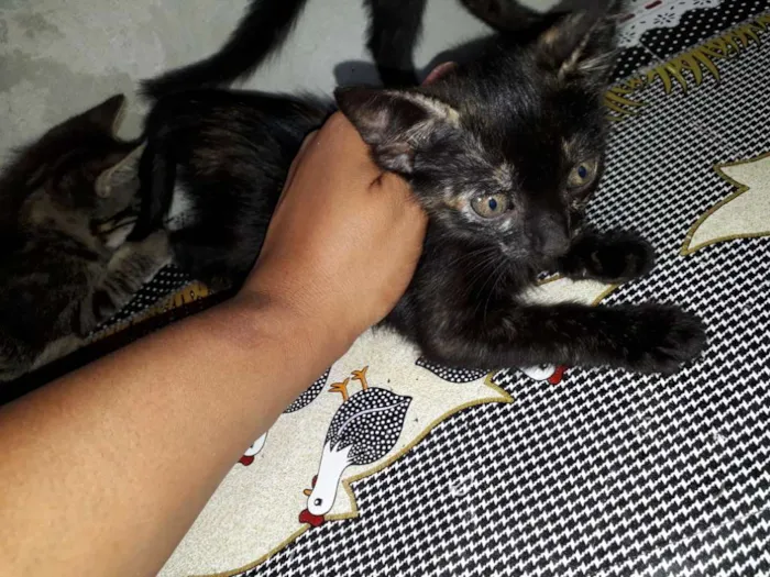Gato ra a Vira lata  idade 2 a 6 meses nome Mel