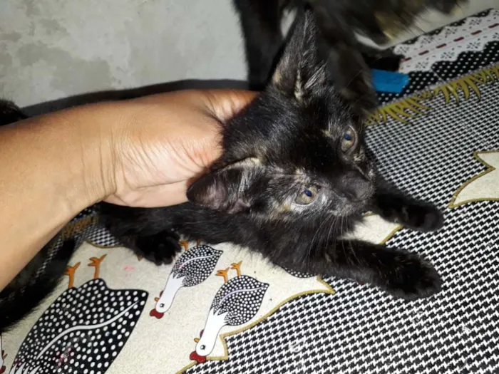 Gato ra a Vira lata  idade 2 a 6 meses nome Mel