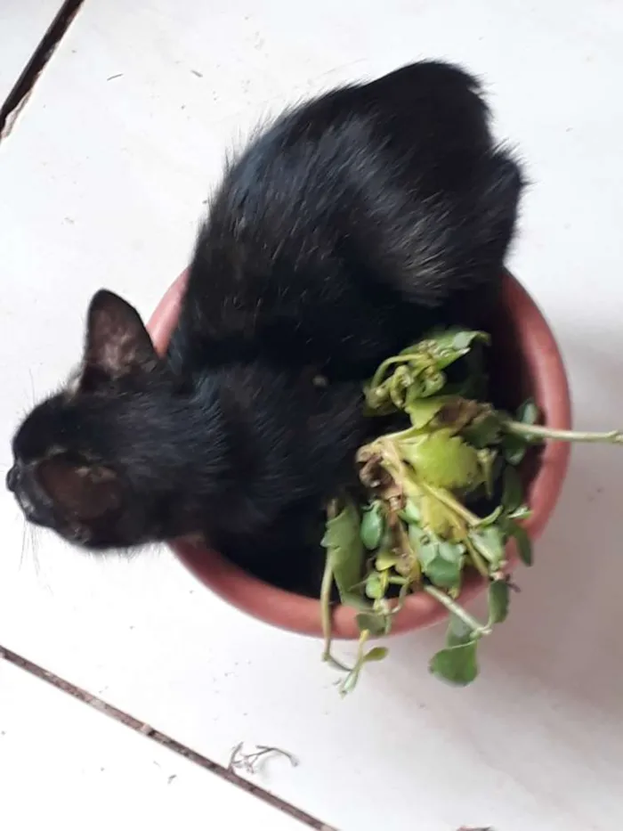 Gato ra a Vira lata  idade 2 a 6 meses nome Mel
