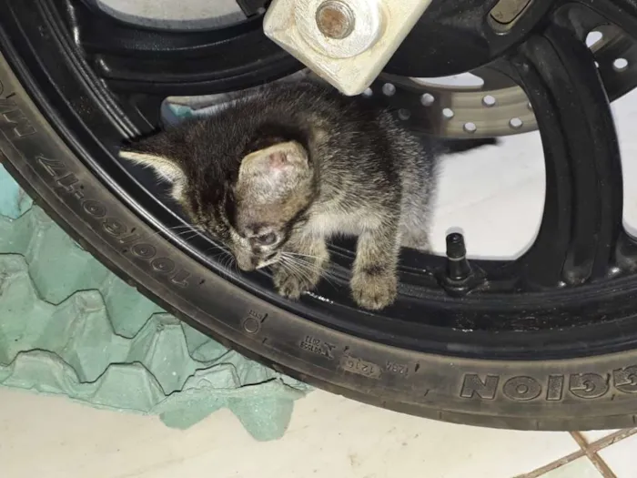 Gato ra a Vira lata  idade 2 a 6 meses nome Mel