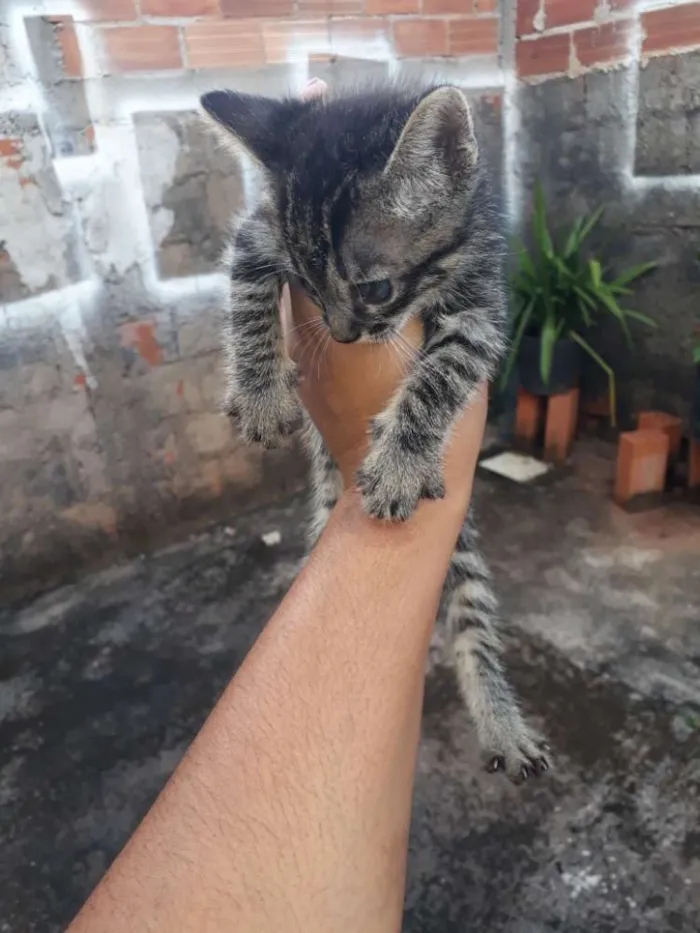 Gato ra a Vira lata  idade 2 a 6 meses nome Mel