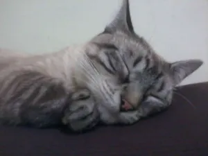 Gato raça SRD idade 3 anos nome Leona