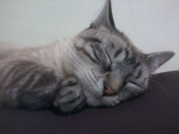 Gato ra a SRD idade 3 anos nome Leona