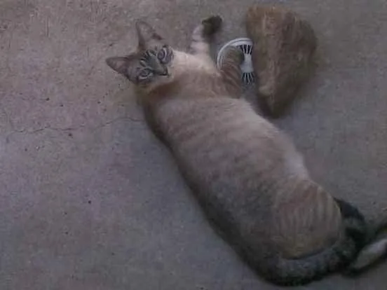 Gato ra a SRD idade 3 anos nome Leona