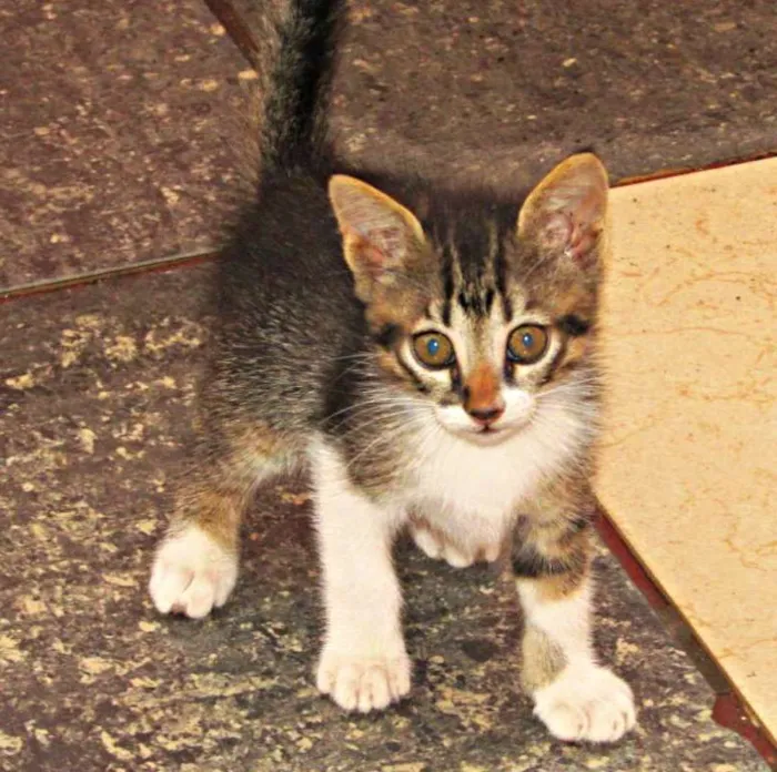 Gato raça Viralata idade 2 a 6 meses nome Não tem