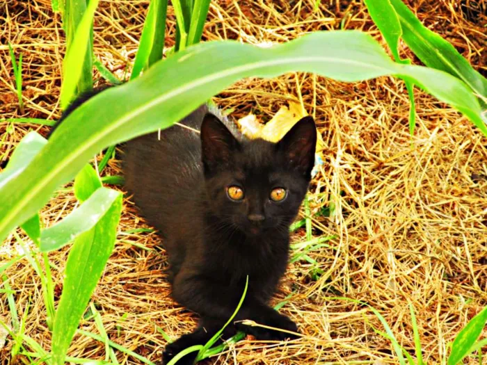 Gato raça Viralata idade 2 a 6 meses nome Não tem