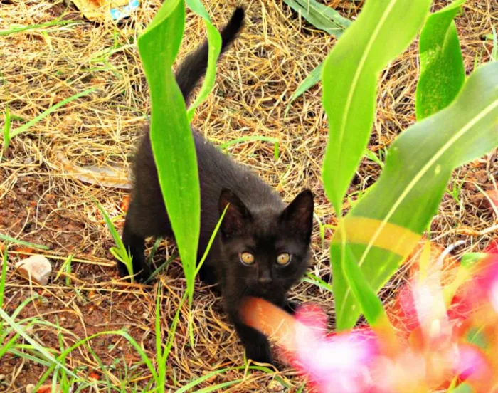 Gato raça Viralata idade 2 a 6 meses nome Não tem
