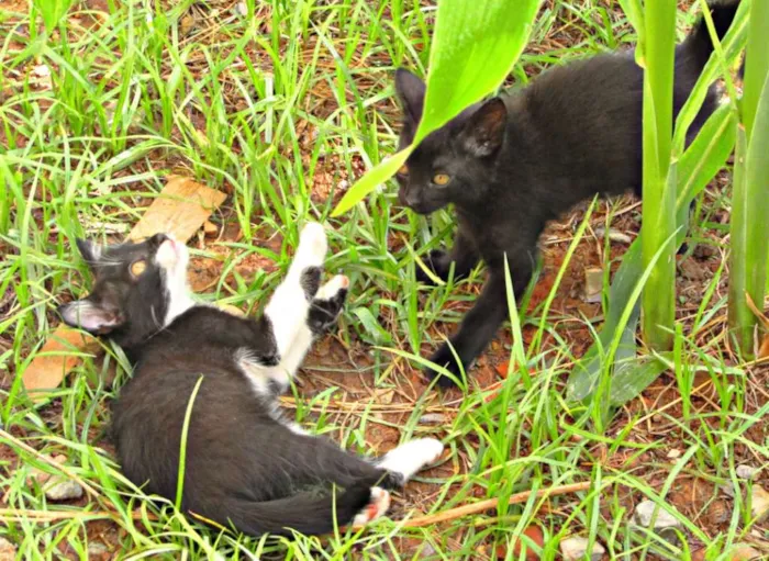 Gato raça Viralata idade 2 a 6 meses nome Não tem